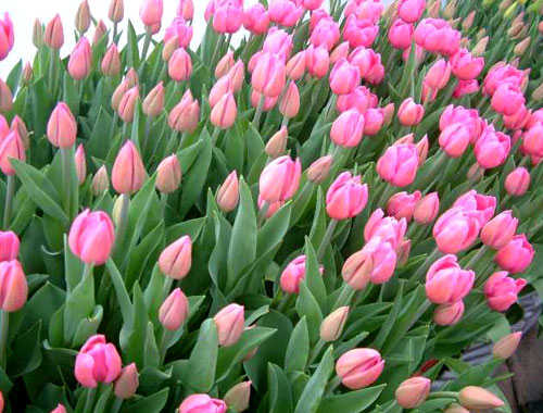 Hoa tulip Đà Lạt