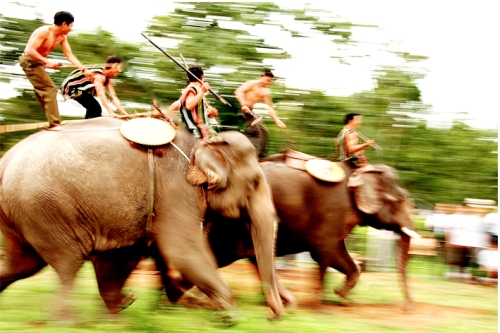 lễ hội đua voi