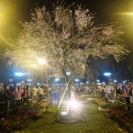 Lễ hội hoa anh đào Hạ Long